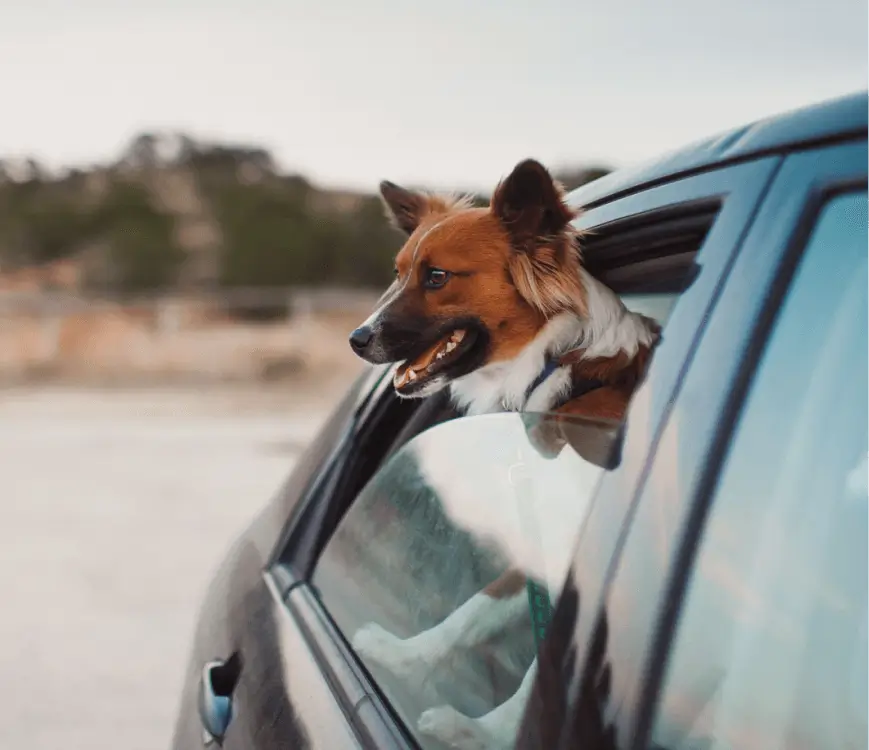 dog looking out car window